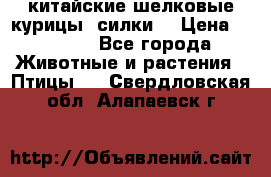 китайские шелковые курицы (силки) › Цена ­ 2 500 - Все города Животные и растения » Птицы   . Свердловская обл.,Алапаевск г.